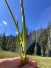 Juncus ensifolius