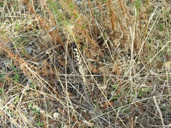 Santolina rosmarinifolia