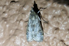 Loxostege allectalis