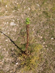 Verbascum