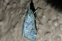 Loxostege allectalis