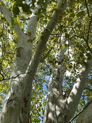 Platanus occidentalis