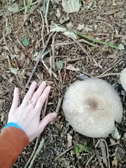 Agaricus augustus