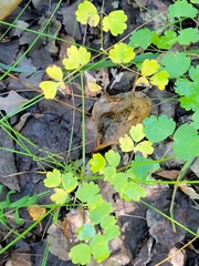 Thalictrum venulosum