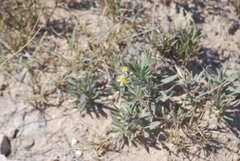 Eriogonum lachnogynum