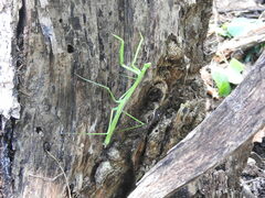 Phasmomantis sumichrasti