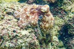 Octopus insularis