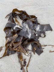Laminaria digitata