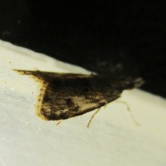 Eudonia heterosalis