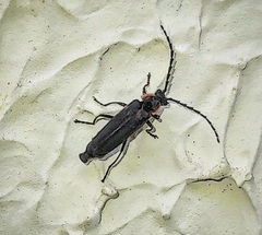 Polemius denticornis