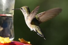 Archilochus alexandri