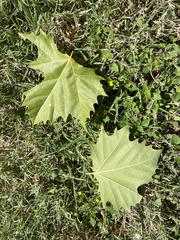 Platanus occidentalis