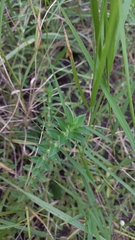 Hexasepalum apiculatum
