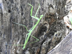 Phasmomantis sumichrasti