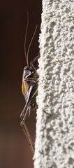 Pholidoptera aptera