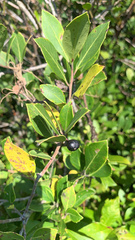Ilex glabra