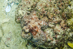 Octopus insularis