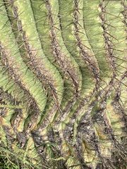 Ferocactus wislizeni