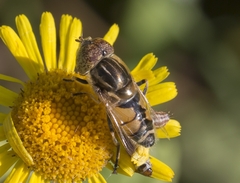Eristalinus megacephalus