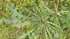 Cirsium arvense