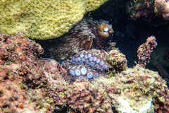 Octopus insularis