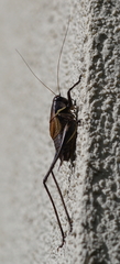 Pholidoptera aptera