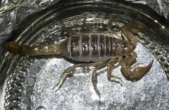 Vaejovidae