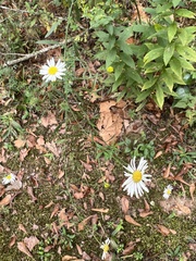 Leucanthemum vulgare