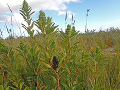 Laurophyllus capensis