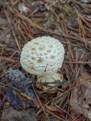 Amanita magniverrucata