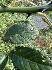 Diplocarpon rosae