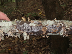 Biscogniauxia atropunctata