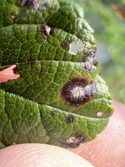 Diplocarpon rosae