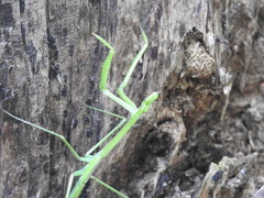 Phasmomantis sumichrasti