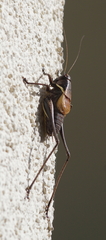Pholidoptera aptera