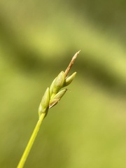 Carex leptalea