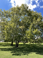 Platanus occidentalis