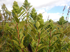 Laurophyllus capensis