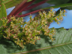 Laurophyllus capensis