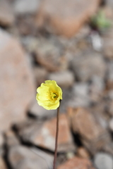 Papaver lapponicum orientale