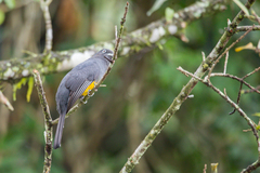Trogon viridis