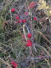 Cotoneaster uniflorus