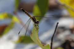 Erythrodiplax minuscula