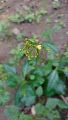 Talinum fruticosum