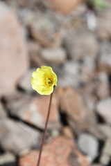 Papaver lapponicum orientale