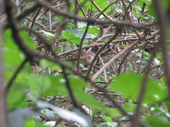 Pipilo maculatus × ocai