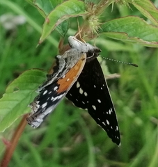 Anthanassa texana texana