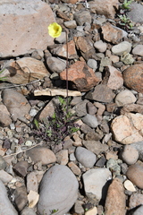 Papaver lapponicum orientale