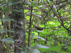 Pipilo maculatus × ocai