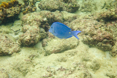 Acanthurus coeruleus
